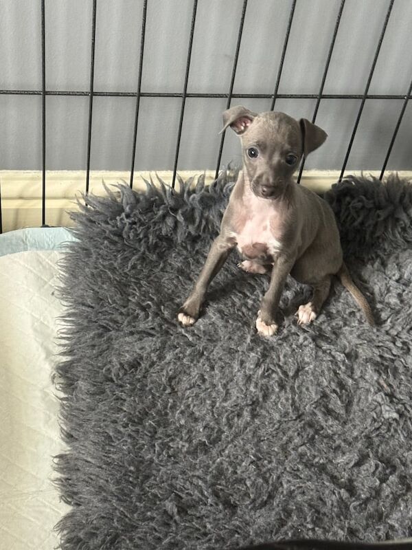 1 beautiful kc Italian greyhound girl looking for her forever home for sale in Crook, Durham - Image 2