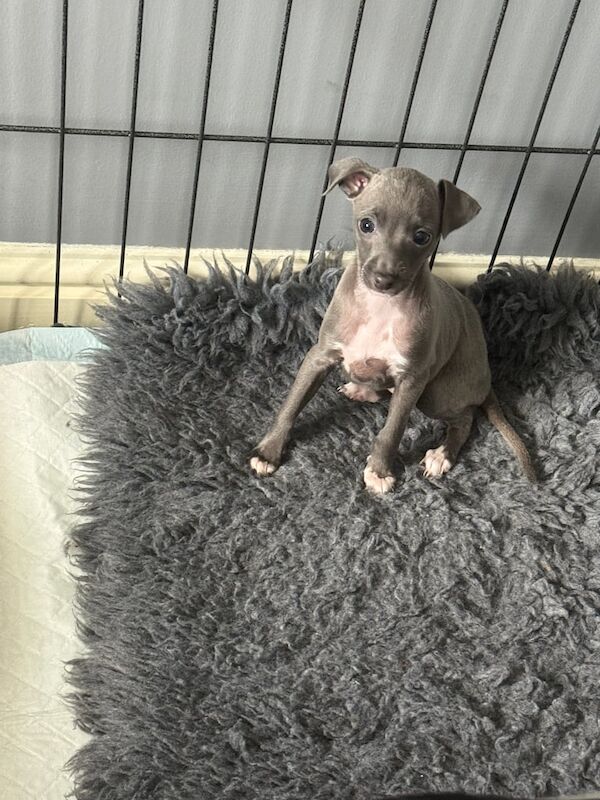 1 beautiful kc Italian greyhound girl looking for her forever home for sale in Crook, Durham - Image 3