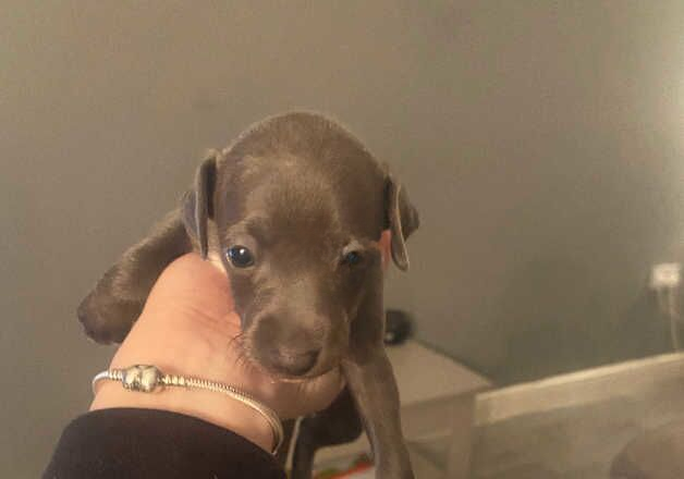 Greyhound puppies for sale in Wigan, Greater Manchester – 1 year old - Image 2 of 3