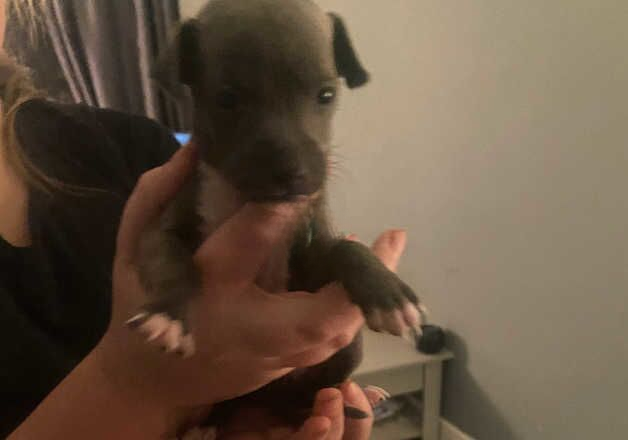 Greyhound puppies for sale in Wigan, Greater Manchester – 1 year old - Image 3 of 3