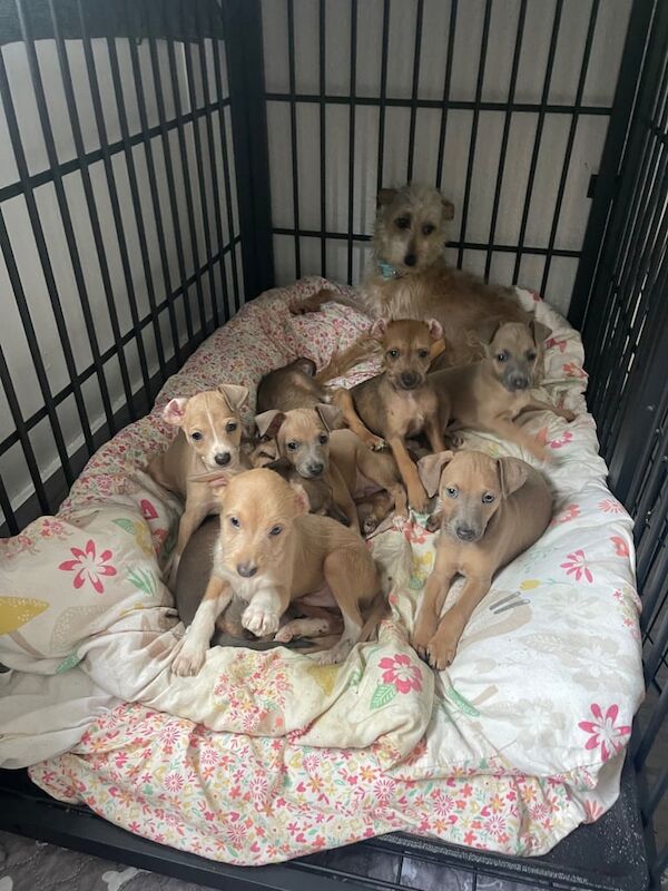 Greyhound puppies for sale in Blaenau Ffestiniog, Gwynedd – 8 weeks old