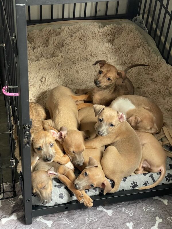 Greyhound puppies for sale in Blaenau Ffestiniog, Gwynedd – 3 months old - Image 2 of 3