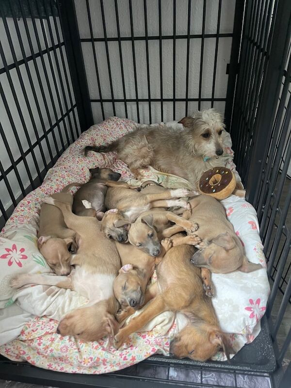 Greyhound puppies for sale in Blaenau Ffestiniog, Gwynedd – 3 months old - Image 3 of 3