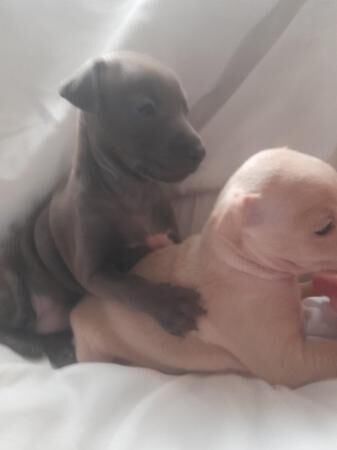 Beautiful Italian greyhound puppies for sale in Kidsgrove, Staffordshire