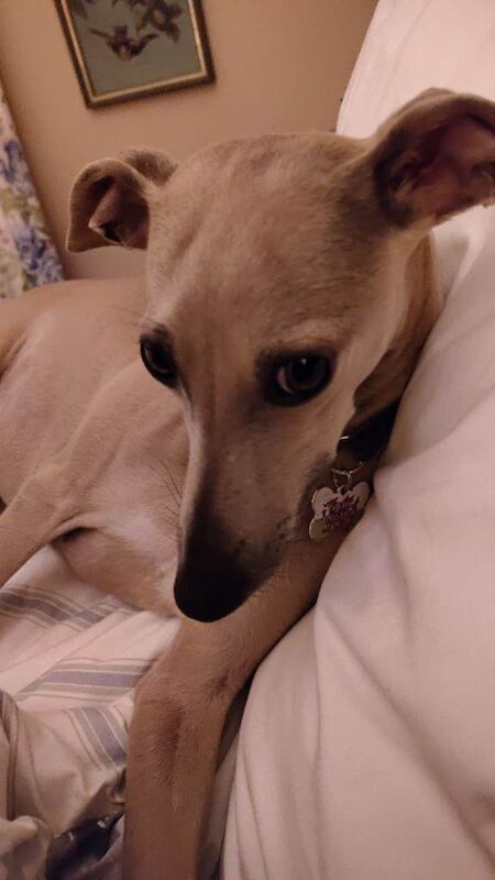 Greyhound Puppies For Sale