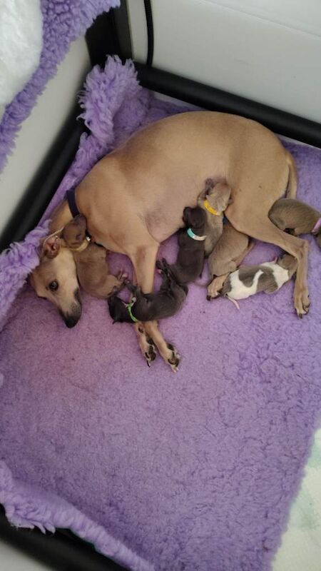 Beautiful Italian greyhound x 1/4 whippet puppies - Image 2 of 4