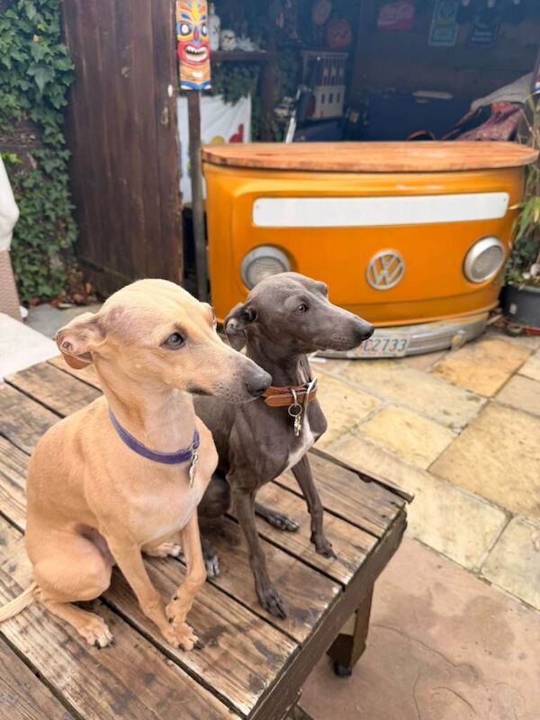 Beautiful Italian greyhound x 1/4 whippet puppies - Image 3 of 4