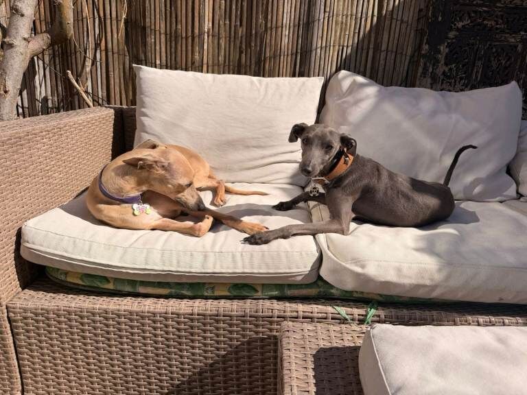 Beautiful Italian greyhound x 1/4 whippet puppies - Image 4 of 4