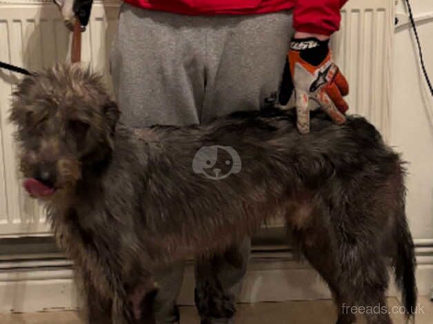 Bedlington whippet greyhound dog for sale in Merthyr Tydfil