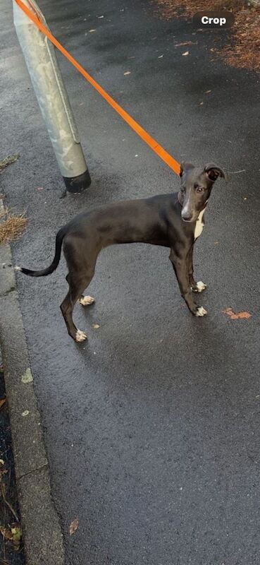 Greyhound Puppies For Sale