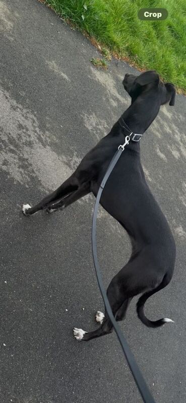 Bedlington whippet lecture - Image 2 of 2