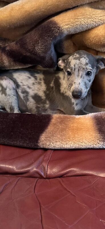Greyhound puppies for sale in Crossmaglen, County Armagh – 8 weeks old