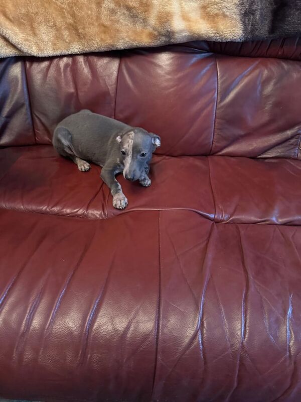 Greyhound puppies for sale in Crossmaglen, County Armagh – 8 weeks old - Image 2 of 3