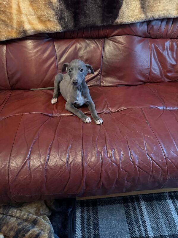 Greyhound puppies for sale in Crossmaglen, County Armagh – 8 weeks old - Image 3 of 3