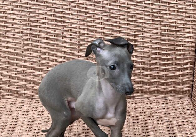 Greyhound puppies for sale in Spondon, Derbyshire – KC registered, 1 year old - Image 2 of 5