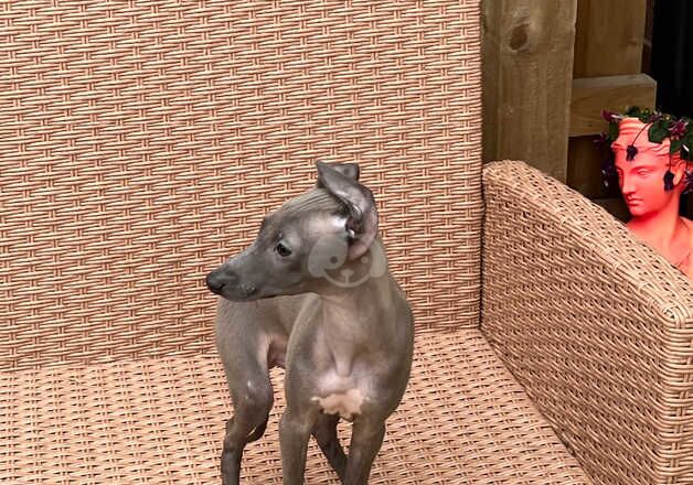 Greyhound puppies for sale in Spondon, Derbyshire – KC registered, 1 year old - Image 3 of 5