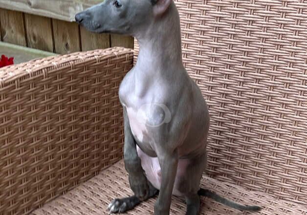 Greyhound puppies for sale in Spondon, Derbyshire – KC registered, 1 year old - Image 4 of 5