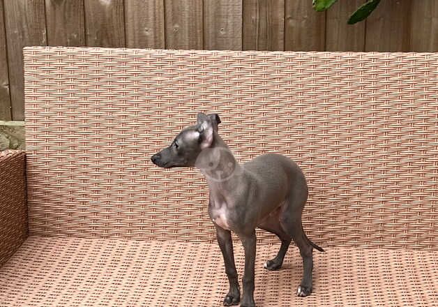 Greyhound puppies for sale in Spondon, Derbyshire – KC registered, 1 year old - Image 5 of 5