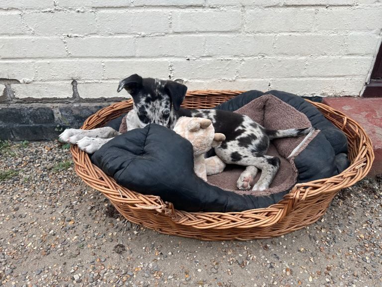 Greyhound Puppies For Sale