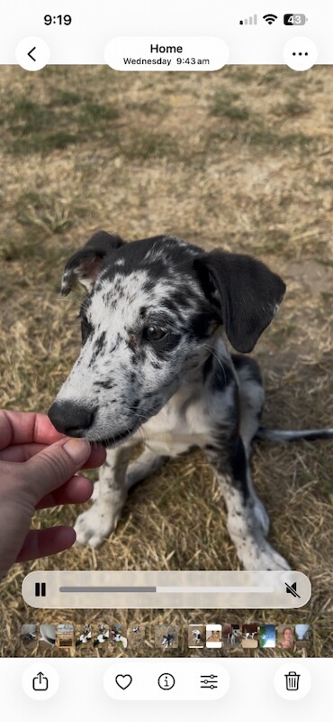Collie x greyhound puppy - Image 2 of 4