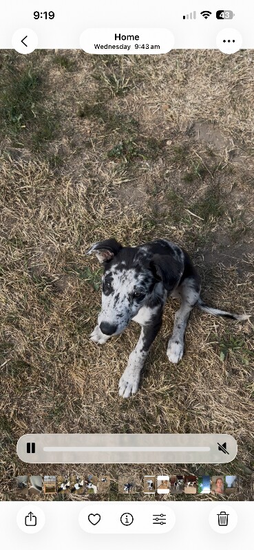 Collie x greyhound puppy - Image 3 of 4