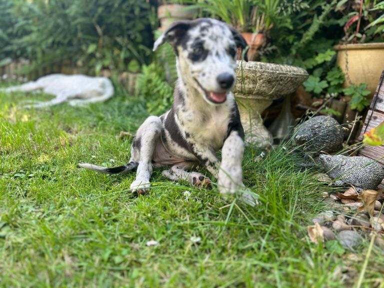 Collie x greyhound puppy - Image 4 of 4