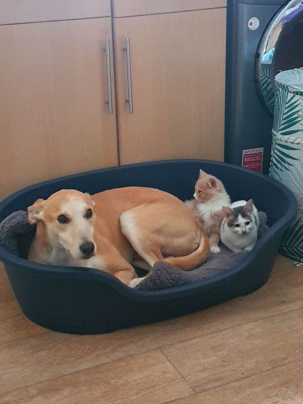 Greyhound Puppies For Sale Under £1,000