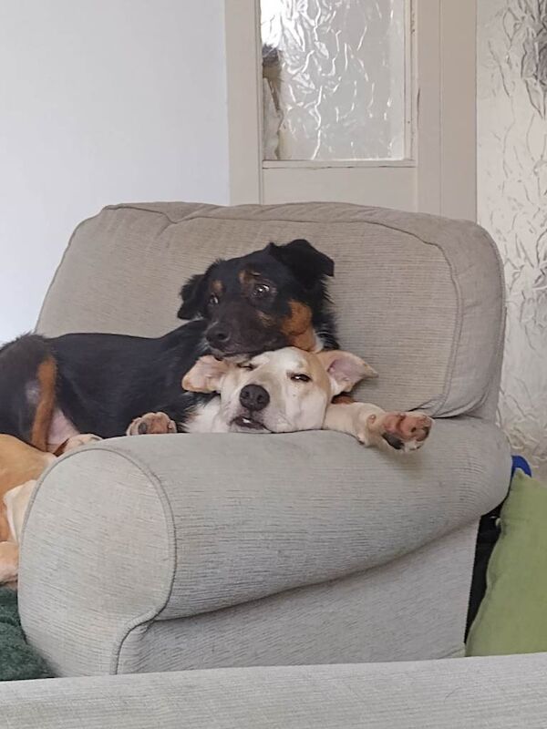 Dogs for rehoming - Image 3 of 4