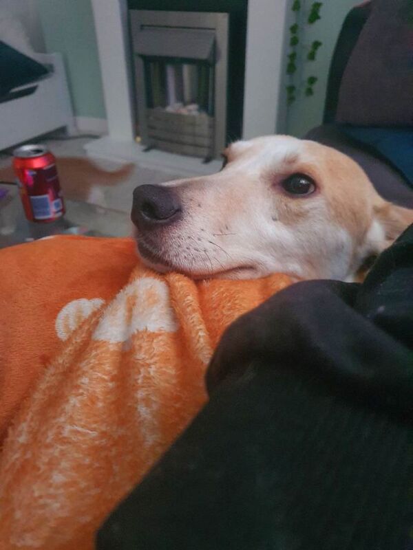 Dogs for rehoming - Image 4 of 4