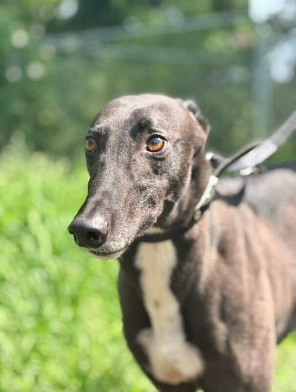 ***fern rescue*** 5 yr old greyhound for adoption***
