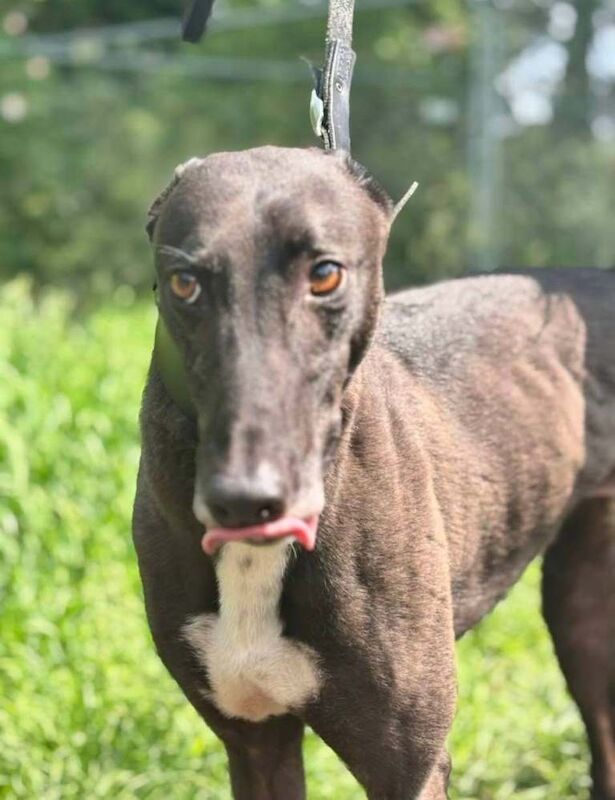 ***fern rescue*** 5 yr old greyhound for adoption*** - Image 2 of 2