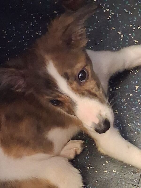 Greyhound/ border collie pups - Image 2 of 4