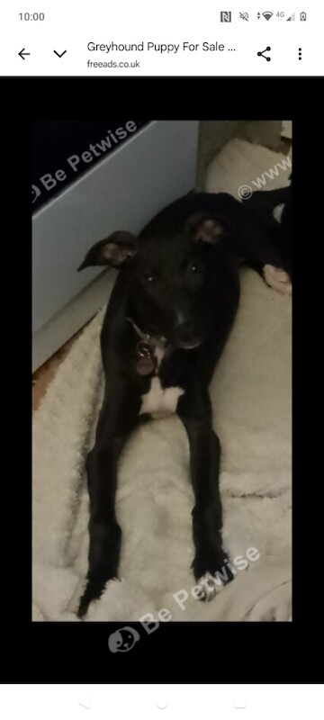 Greyhound Puppy Female