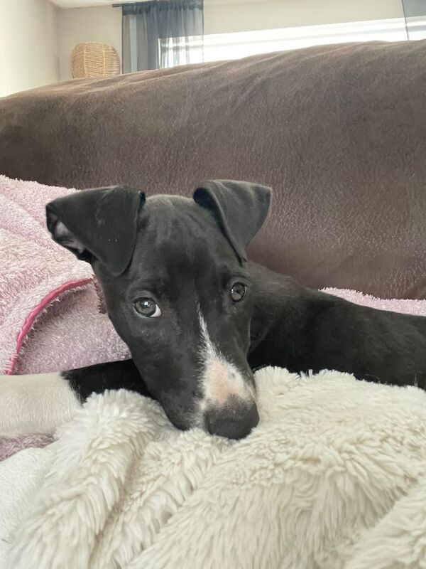 Greyhound Puppies For Sale Under £1,000