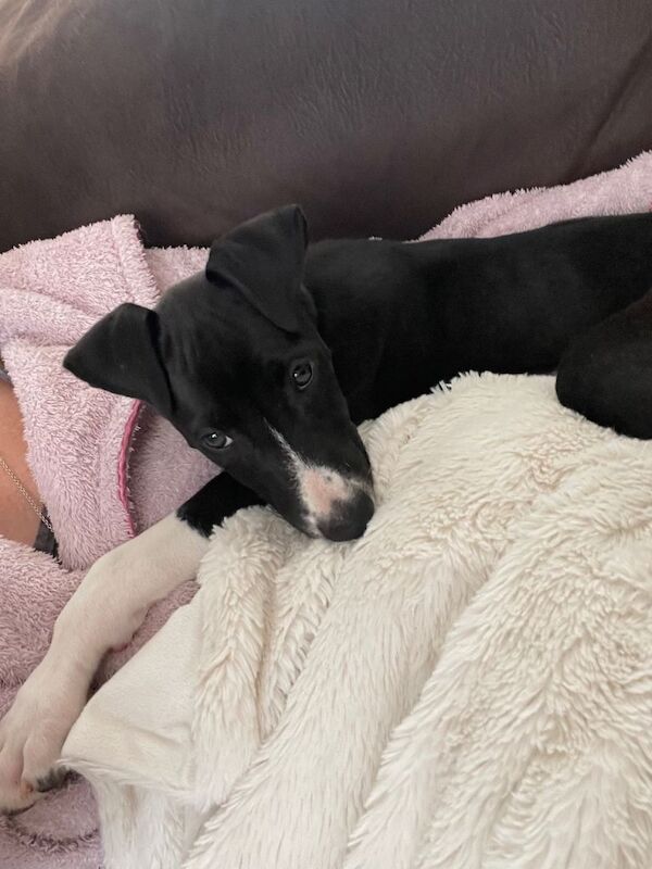 greyhound x saluki - Image 2 of 4