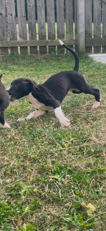 greyhound x saluki - Image 3 of 4