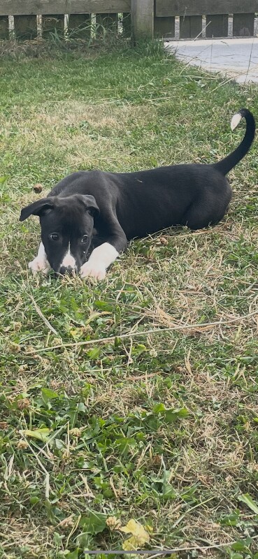 greyhound x saluki - Image 4 of 4