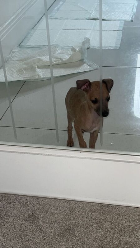 Kennel Club Registered Greyhound Puppies For Sale