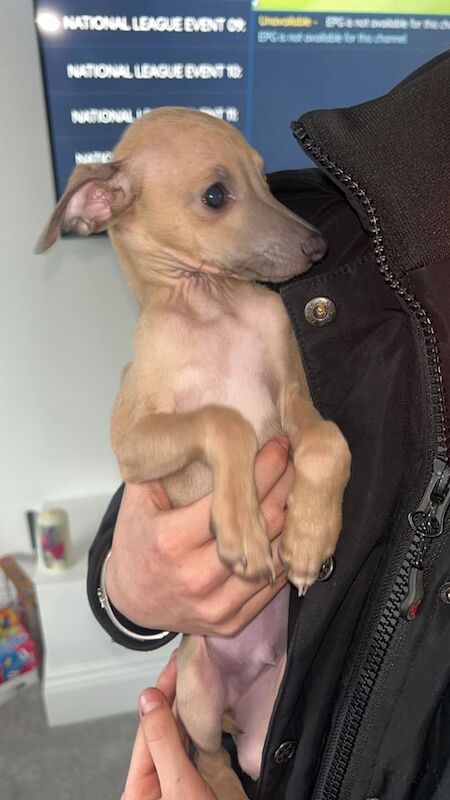 Greyhound Greyhound Puppies For Sale