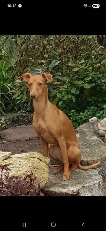Greyhound puppies for sale in Montrose, Angus – 9 months old