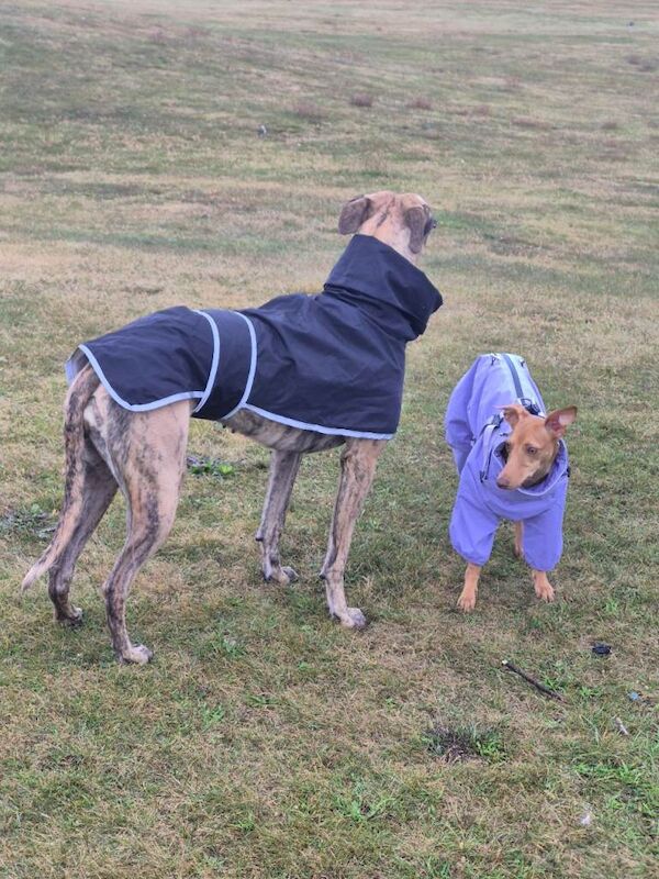 Greyhound puppies for sale in Montrose, Angus – 1 year old - Image 2 of 3