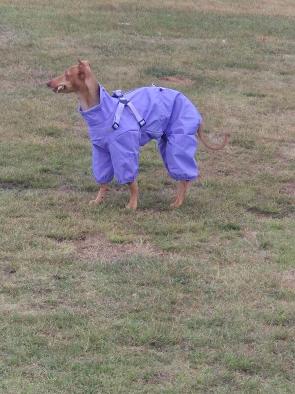 Greyhound puppies for sale in Montrose, Angus – 1 year old - Image 3 of 3