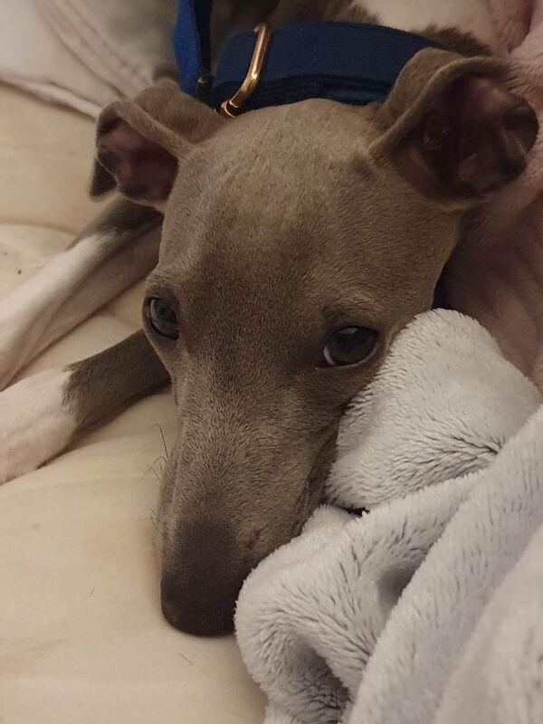 Greyhound Puppies For Sale