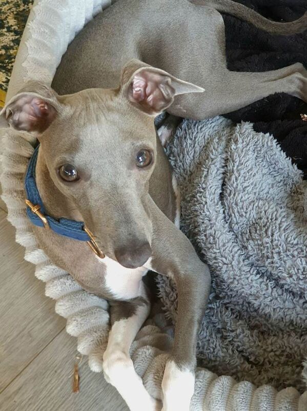 Italian greyhound 7 month old pup - Image 2 of 6