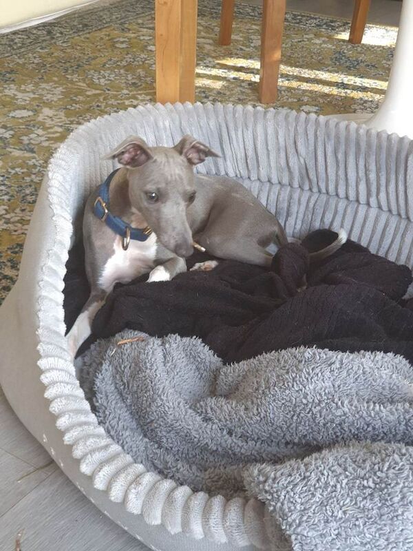 Italian greyhound 7 month old pup - Image 3 of 6