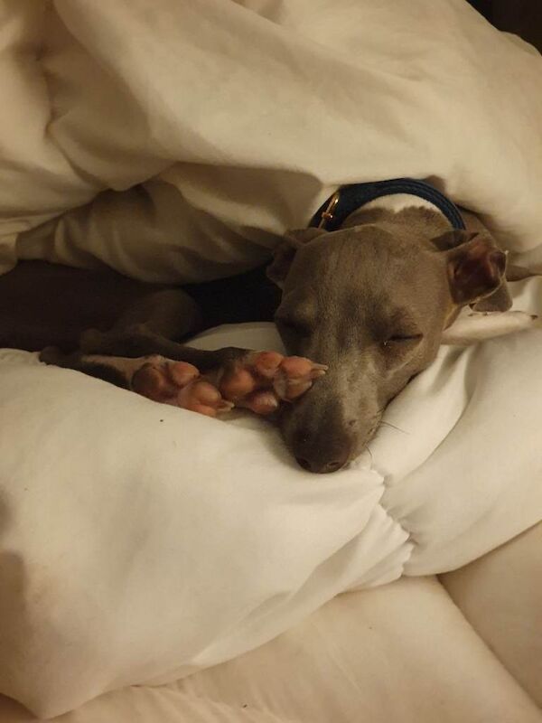 Italian greyhound 7 month old pup - Image 4 of 6