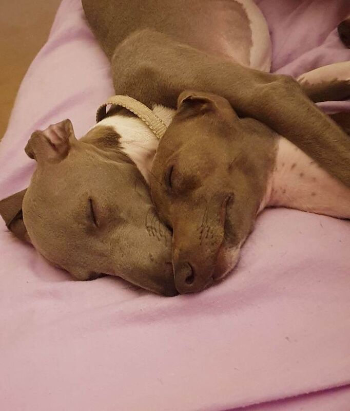 Italian greyhound 7 month old pup - Image 5 of 6