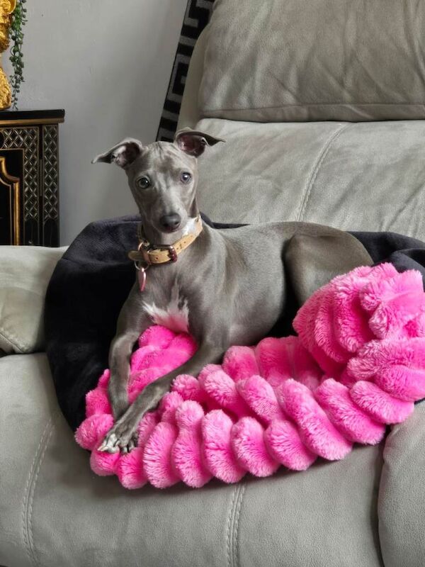 Greyhound Puppies For Sale