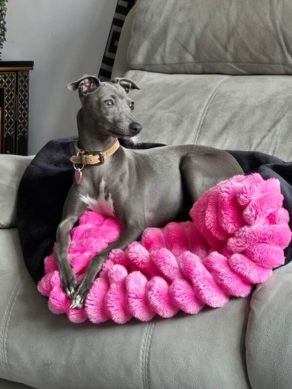 Italian greyhound female 6 months old - Image 2 of 6