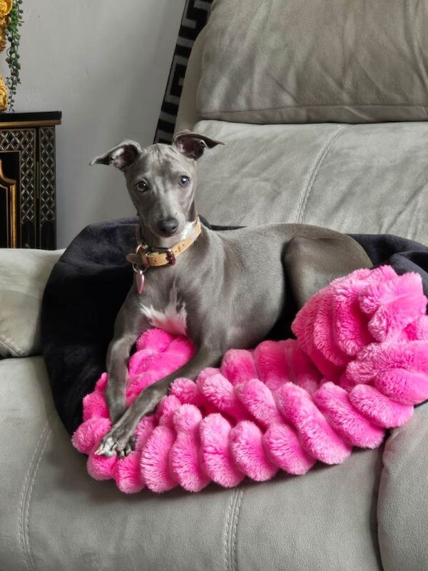 Italian greyhound female 6 months old - Image 3 of 6